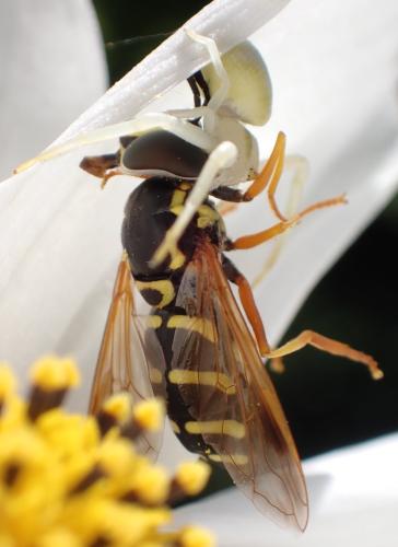 Réf. 327 804 : Chrysotoxum festivum